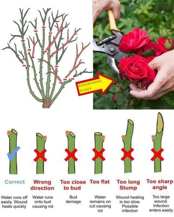 How do I take a cutting from a Confederate rose?