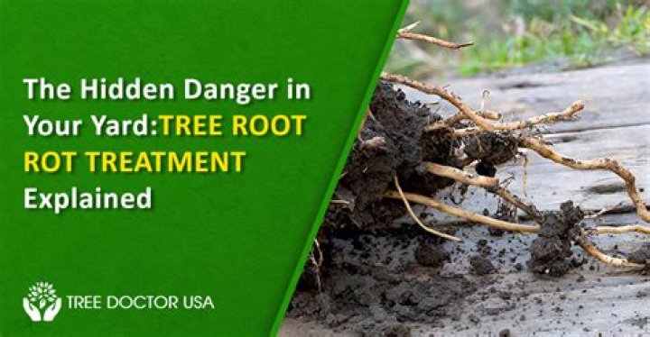 How do you fix root rot in Daphne?