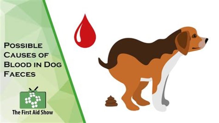 How do you get dog blood off walls?
