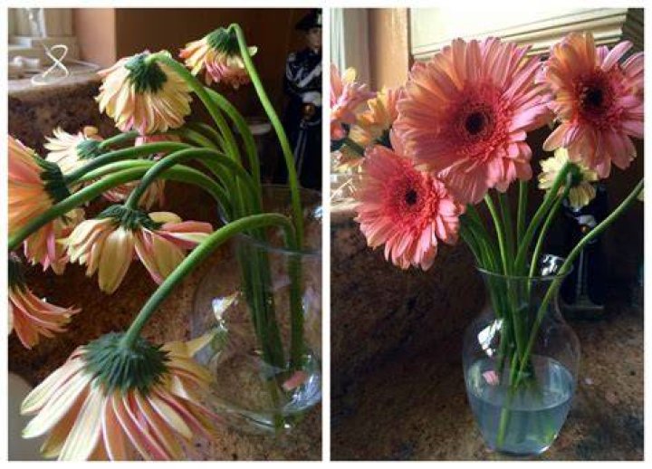 How do you keep gerbera daisies alive in a vase?