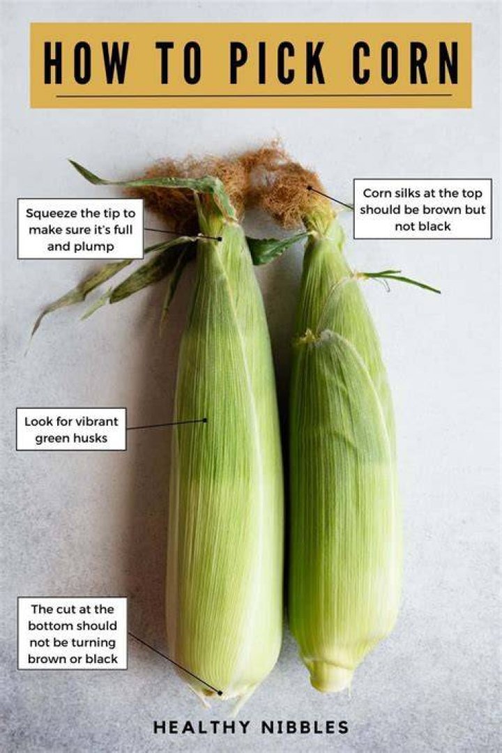 How do you know when fennel is ready to pick?