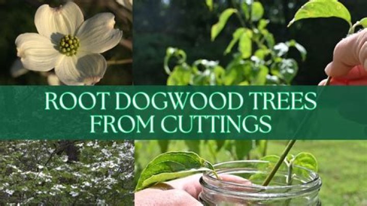 How do you root Dogwood wood cuttings?