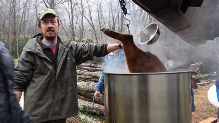How do you scald a pig at home?