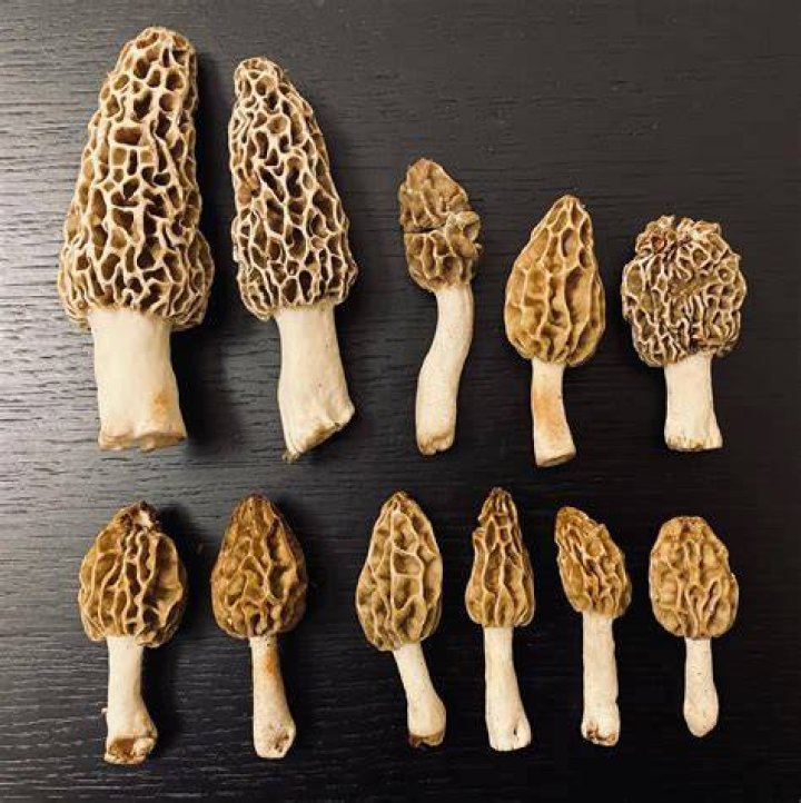 How do you ship morel mushrooms?