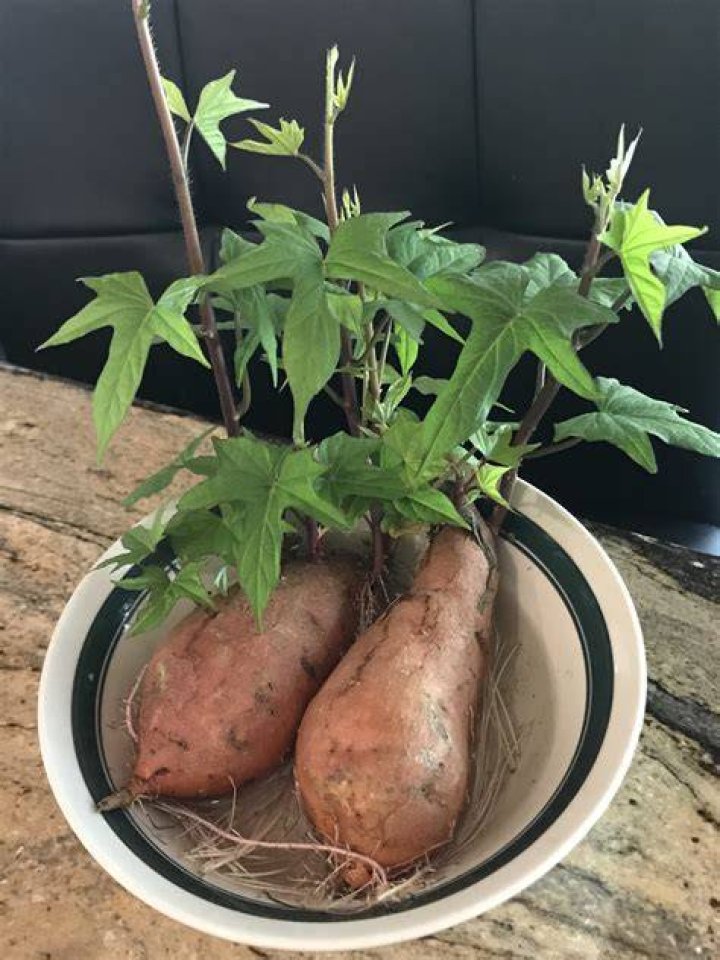 How do you take care of a sweet potato vine in the winter?