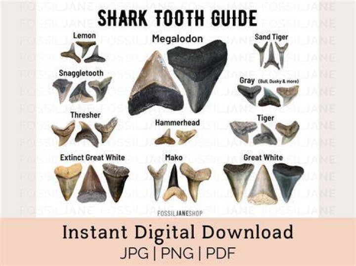 How do you tell if a shark tooth is real?