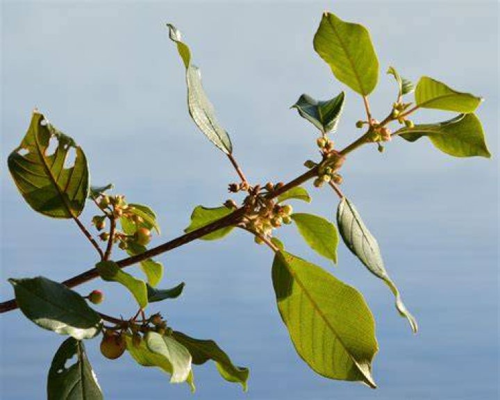 How do you trim Fineline buckthorn?