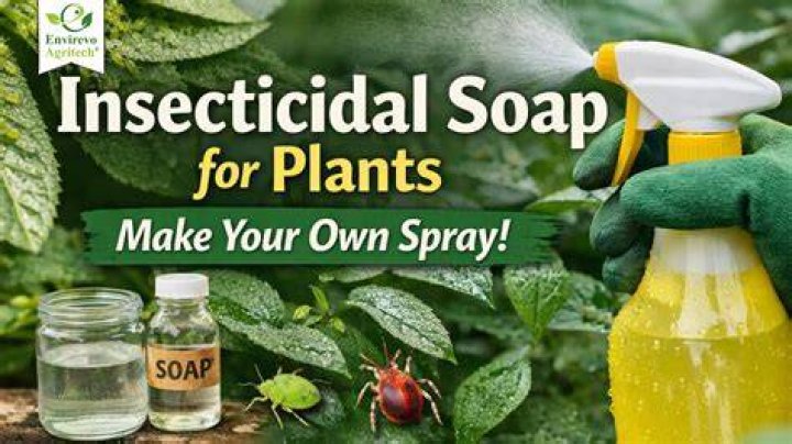 How do you use insecticidal soap on plants?