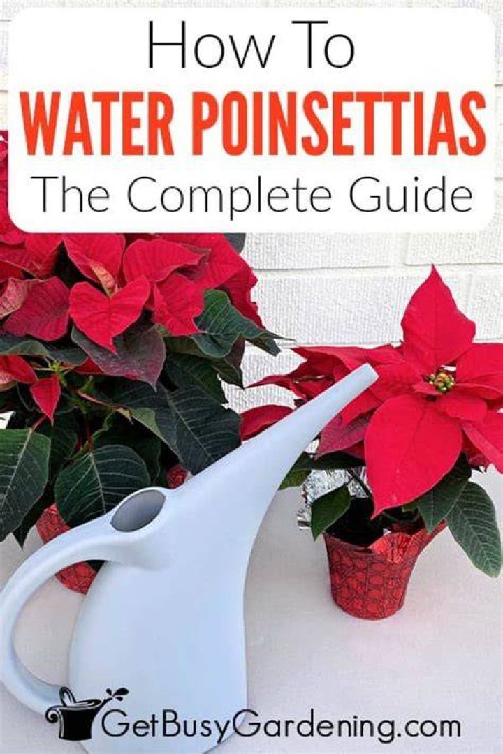 How do you water a poinsettia with ice?