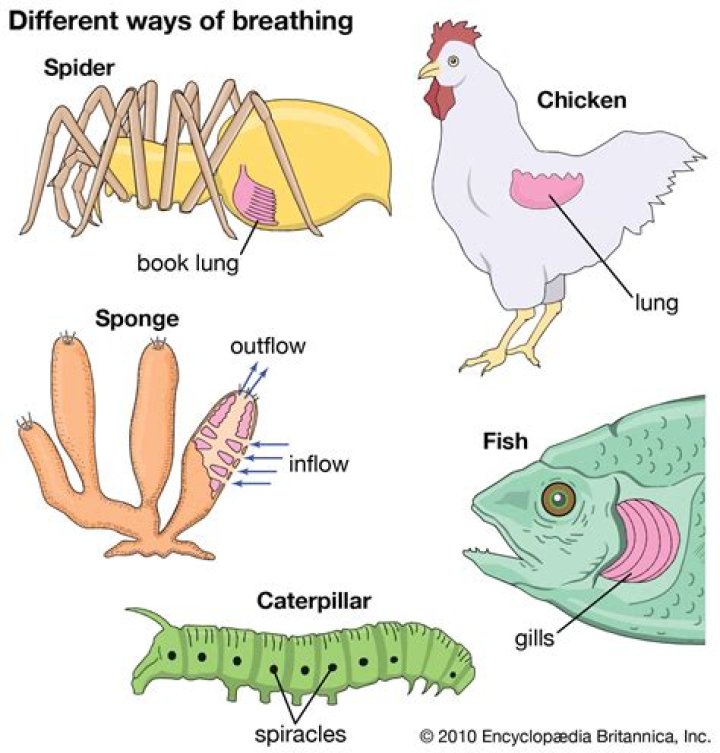 How does a reptile breathe?