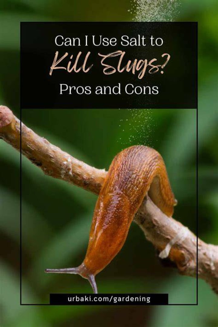 How does Epsom salt kill slugs?