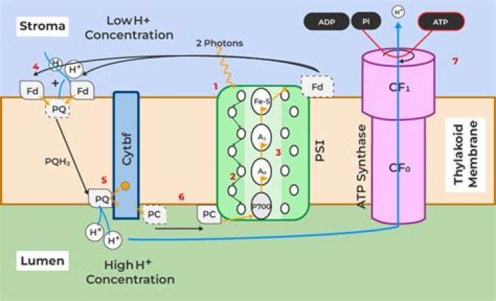 How is ATP synthesized in the chloroplast?