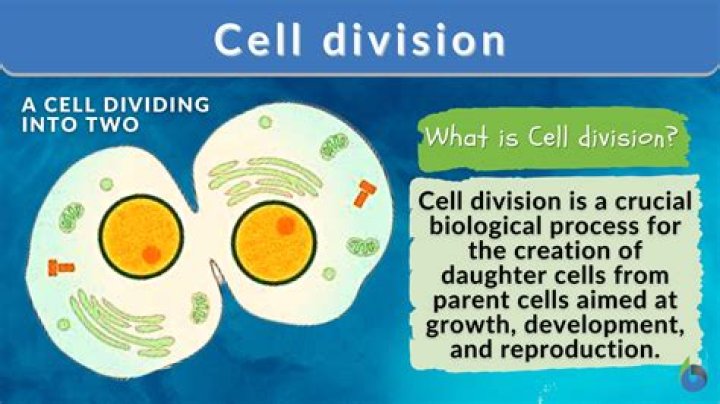 How is cell division important to unicellular and multicellular organisms?