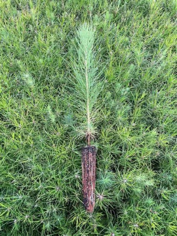 How long does a loblolly pine live?