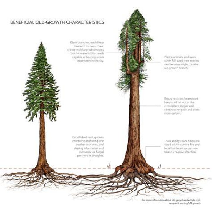 How long does a sequoia tree take to grow?