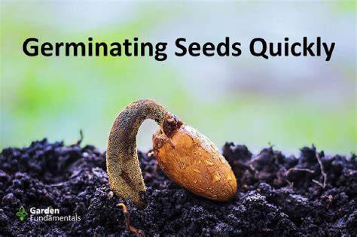 How long does it take EZ seed to germinate?