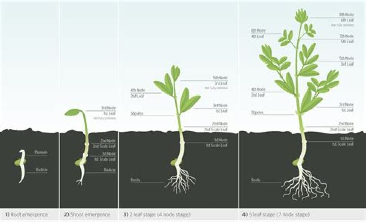 How long does it take for hairy vetch to germinate?