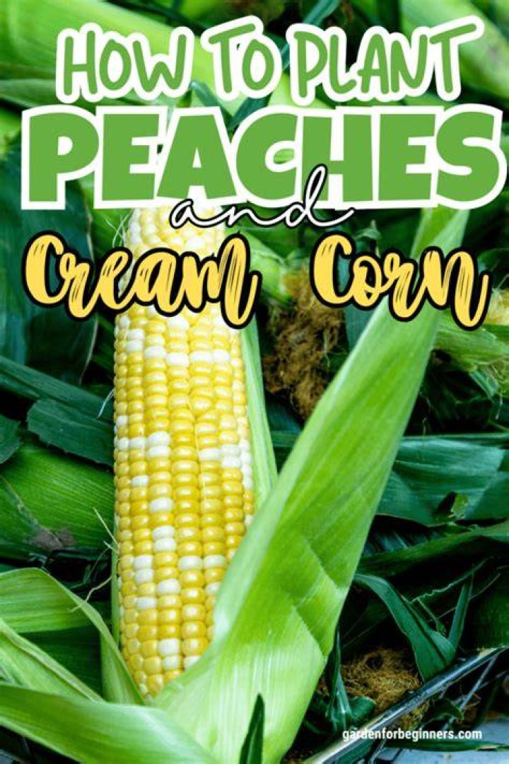 How long does it take to grow peaches and cream corn?