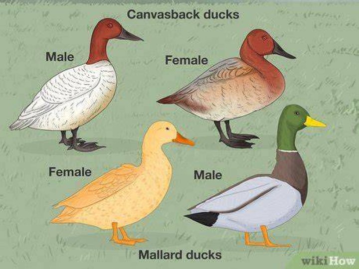 How many male ducks are female?