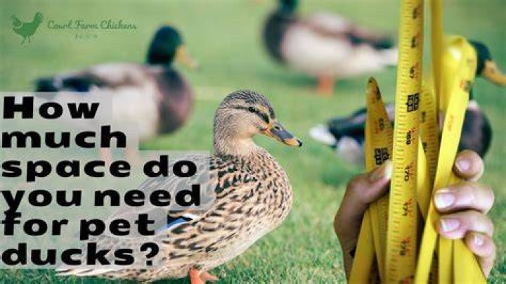 How much space do ducks need in a coop?
