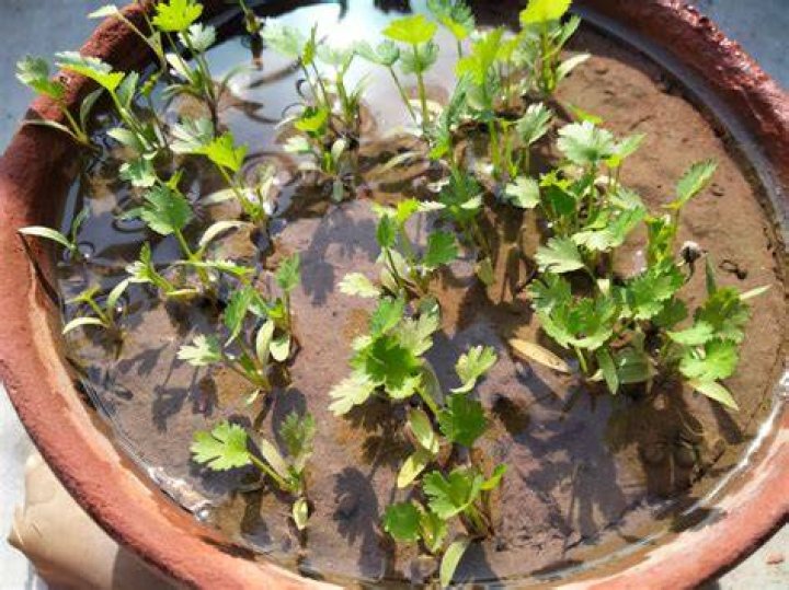 How often do you need to water cilantro?