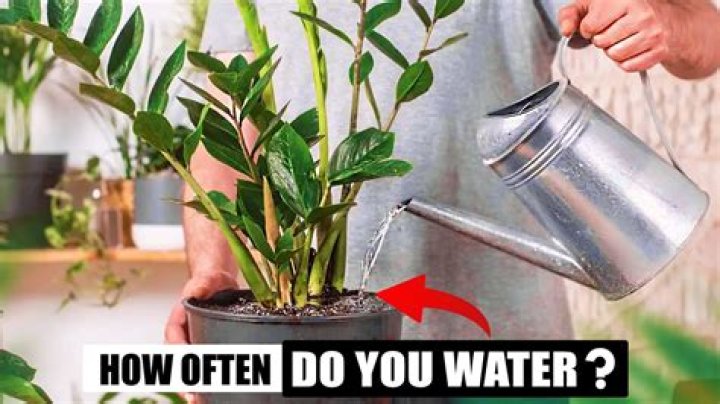 How often do you water Oriental lilies?