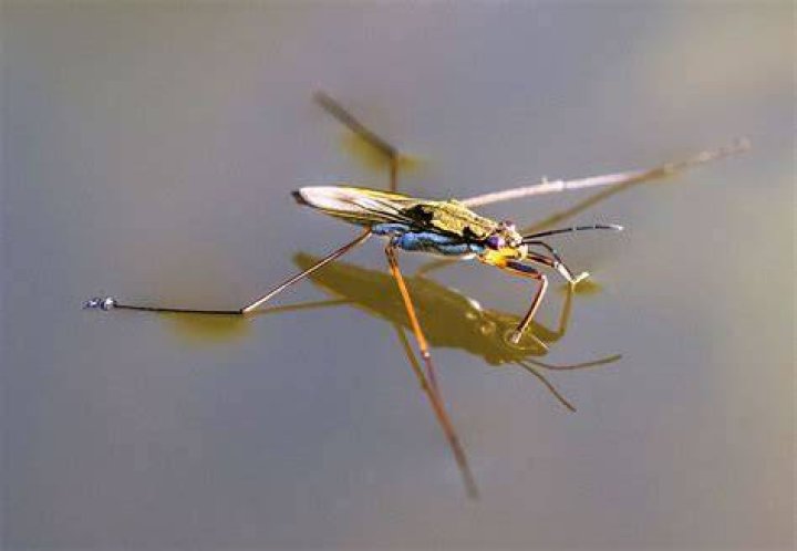 Is a water strider an insect?
