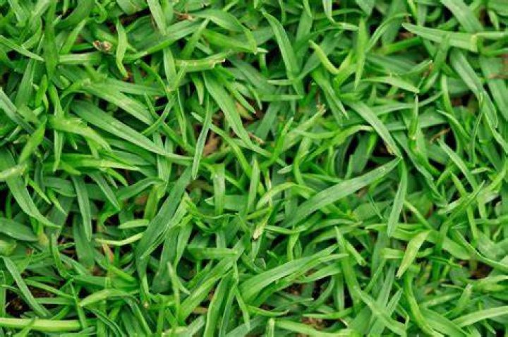 Is Bermuda a carpet grass?