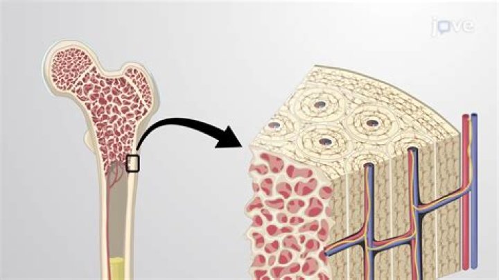 Is bone a dry and non living supporting structure?