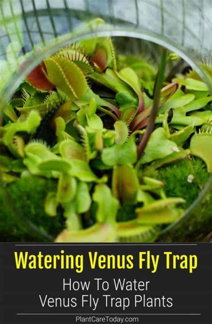 Is distilled water good for Venus fly traps?