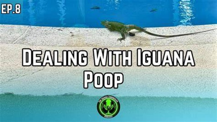 Is iguana poop in pool dangerous?