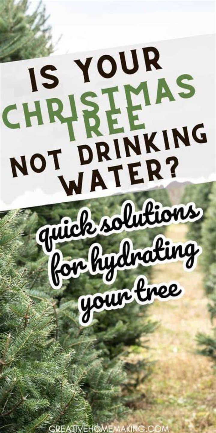 Is it OK for dogs to drink Christmas tree water?