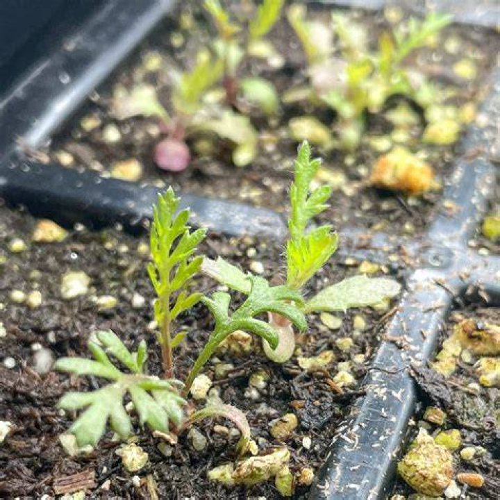 Is it OK to plant in the evening?