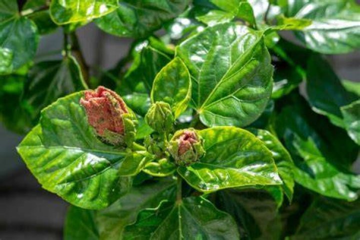 Is it safe to eat hibiscus leaves?