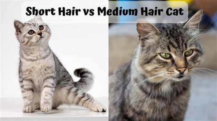 Is my cat short or medium hair?