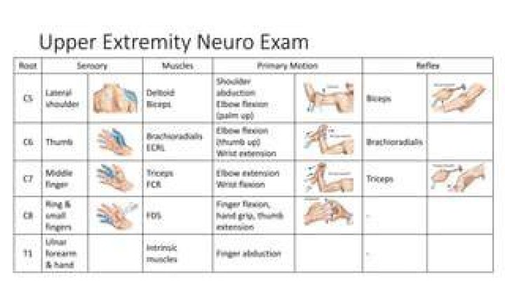 Is neuro a root word?