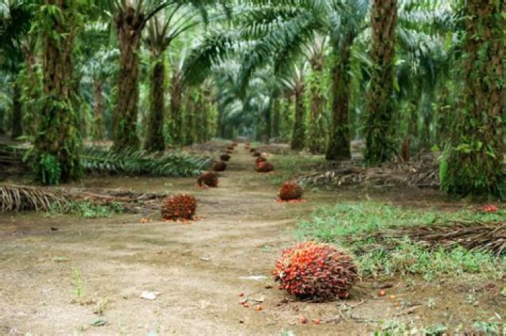 Is palm oil shortening bad for you?