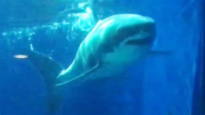 Is there a captive great white?
