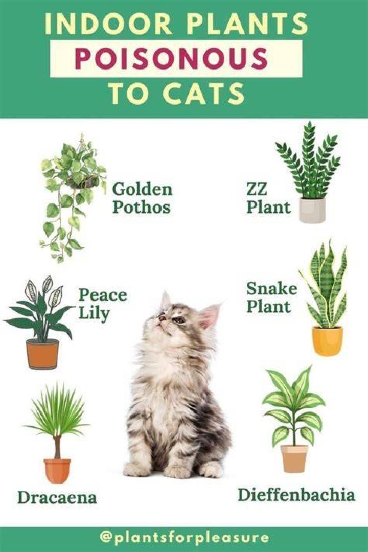 Is Tillandsia Cyanea poisonous to cats?