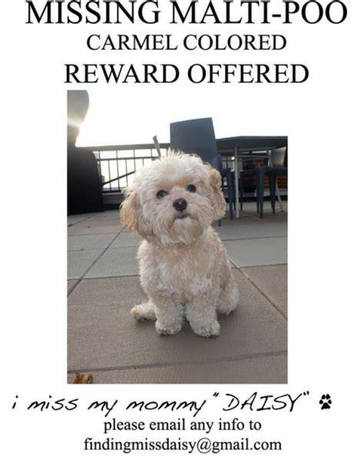 Jessica Simpson’s dog Daisy was taken by coyotes