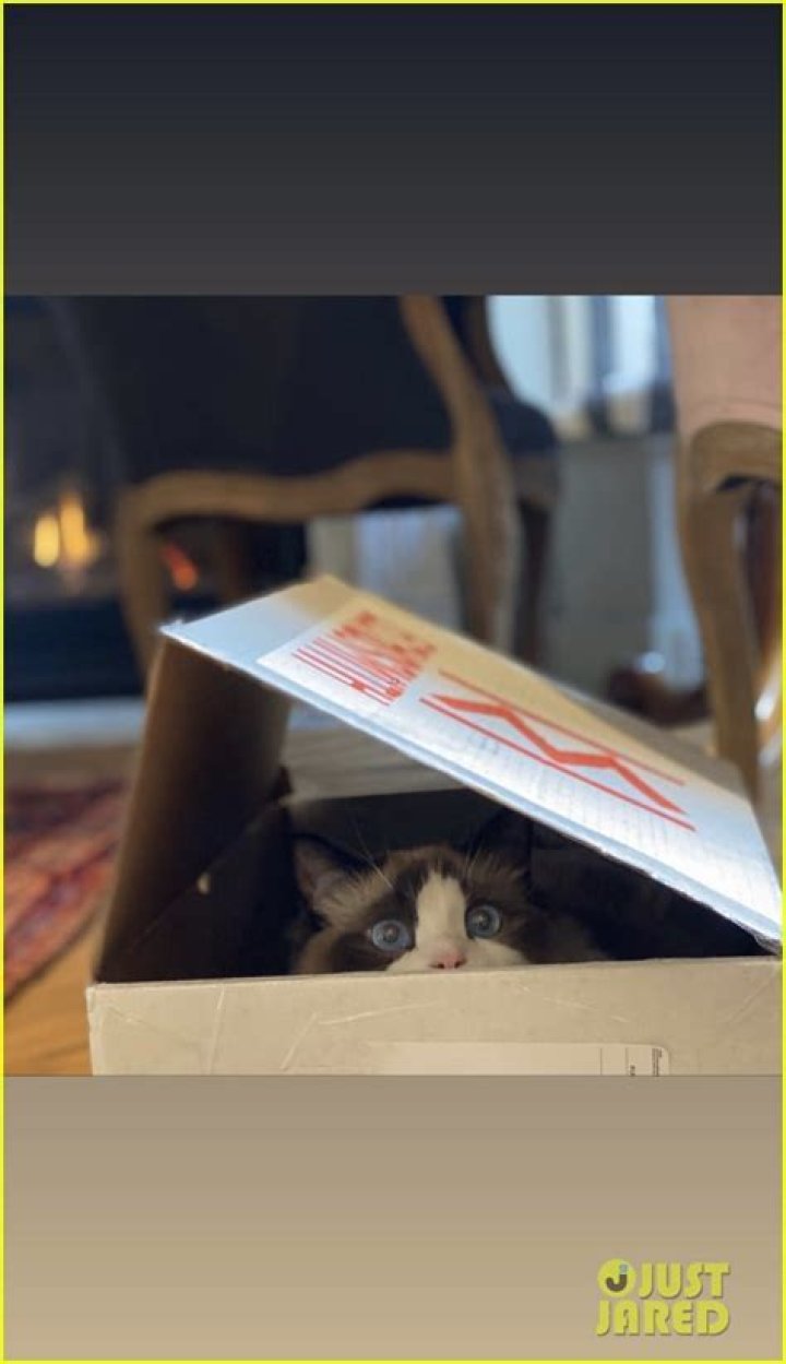 “Joe Alwyn posted a photo of Taylor Swift’s cat Benjamin Button” links