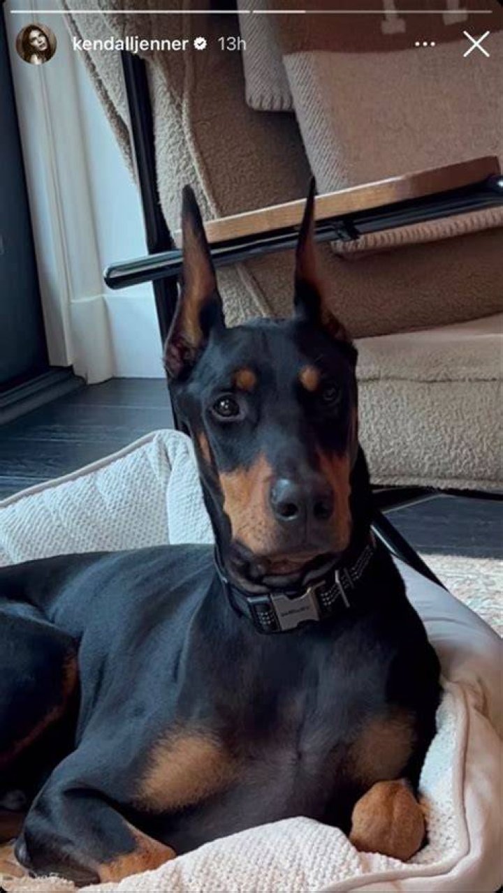 Kendall Jenner’s Doberman apparently did not bite the child, he only growled