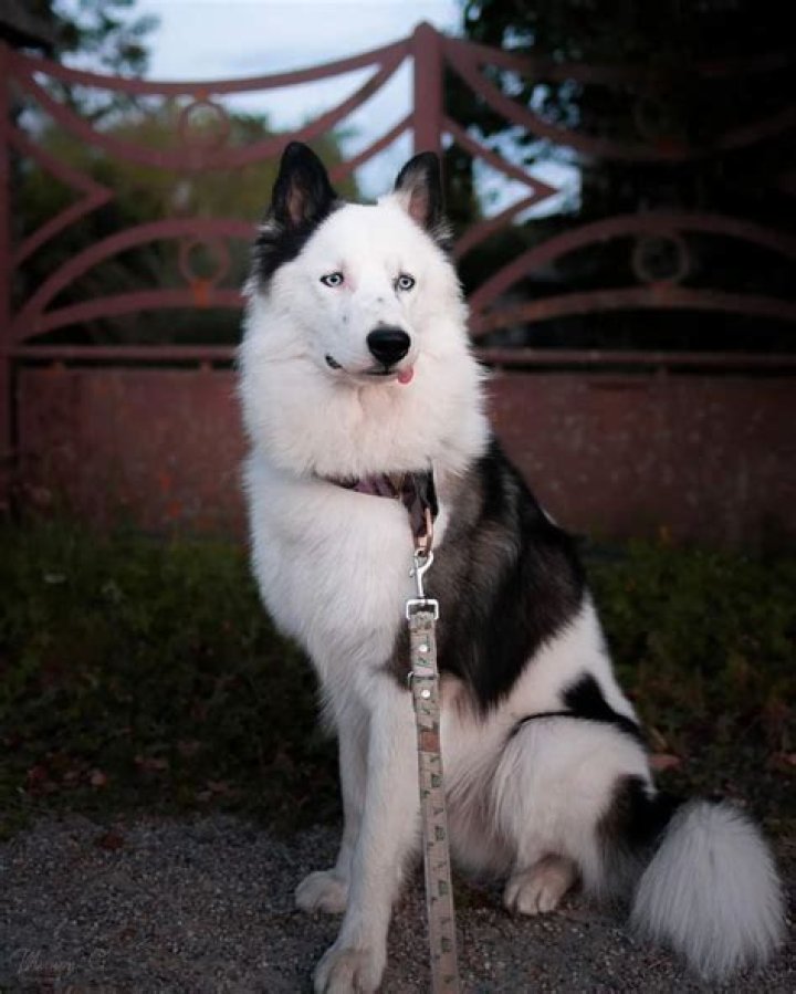 Laika - Trivia, Family, Bio