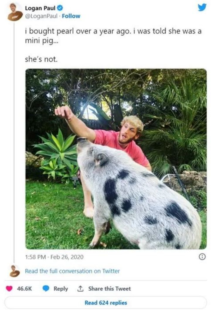 Logan Paul’s pig Pearl found abandoned and neglected, rescued by Gentle Barn Sanctuary