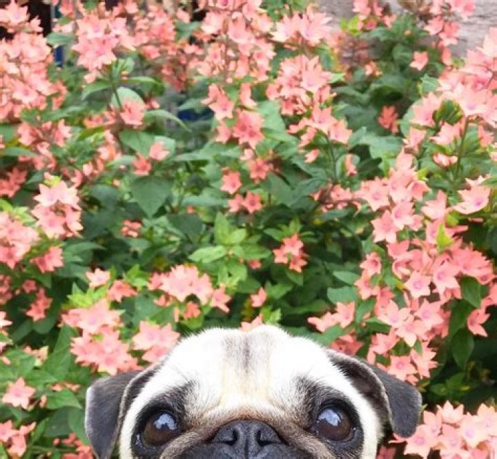 LouLou the Pug will steal your man
