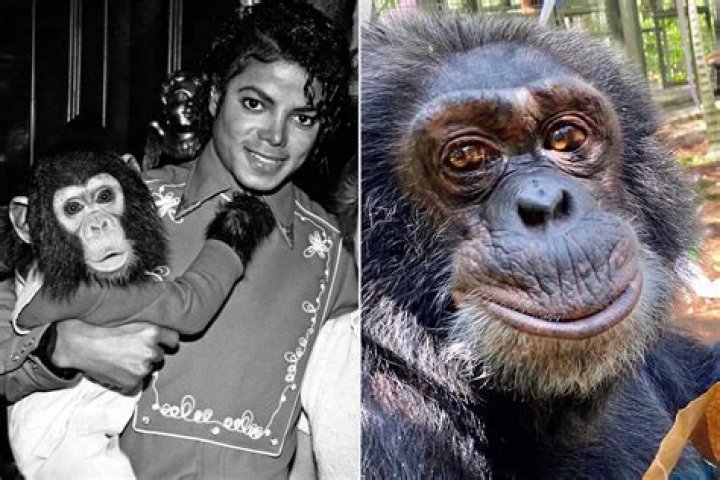 Michael Jackson sent his chimpanzee Bubbles to party with Bon Jovi - 'He partied like a rockstar'