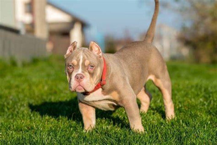 Moose the Mini Bully - Age, Family, Bio