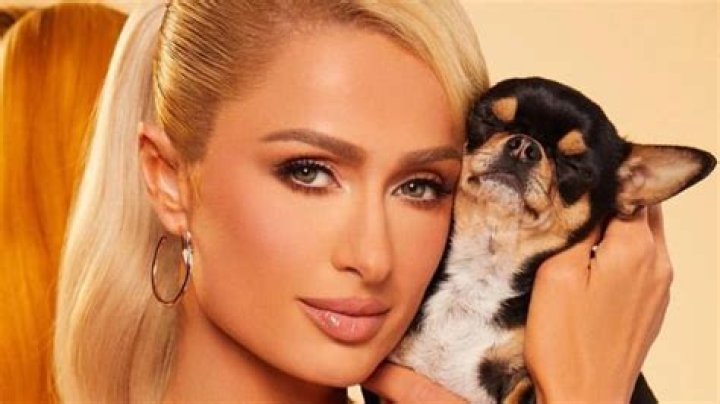 Paris Hilton’s dog Diamond Baby is missing!