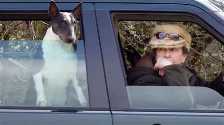 Princess Anne’s bull terrier attacked another dog at a Boxing Day shoot