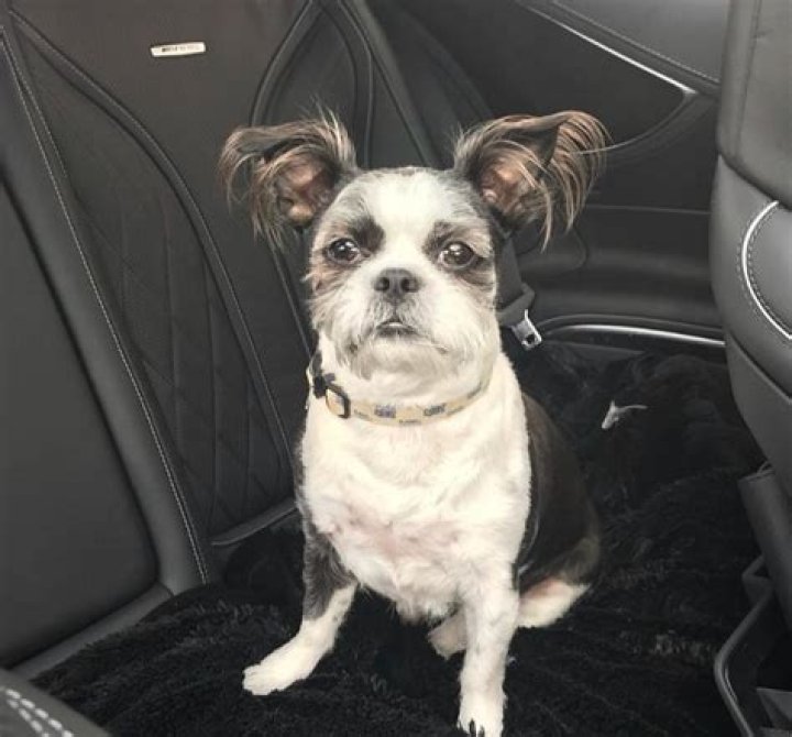 Pusha T Pets - Celebrity Pets